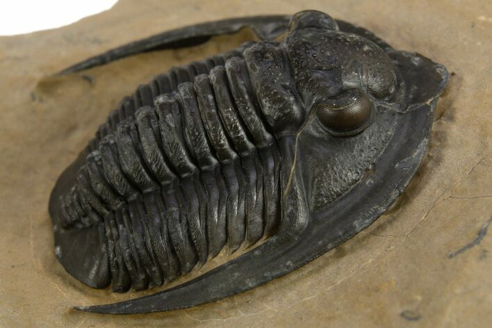 Diademaproetus Trilobite - Foum Zguid, Morocco #312717